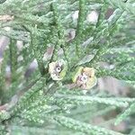 Juniperus sabina flower picture by Jean-François Baudin (cc-by-sa)