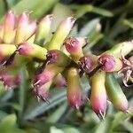 Aechmea gamosepala flower picture by pedrogc -- (cc-by-sa)