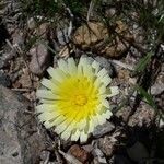 Malacothrix californica flower picture by Monika Kopp (cc-by-sa)