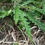 Sonchus acaulis leaf picture by Anais Atpg (cc-by-sa)