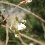 Pergularia daemia flower picture by Sylvain Piry (cc-by-sa)