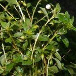 Sauvagesia erecta habit picture by Nelson Zamora Villalobos (cc-by-nc)