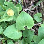 Doronicum pardalianches leaf picture by Ugoline Jacquot (cc-by-sa)