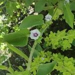 Ipomoea eriocarpa flower picture by Augustin Soulard (cc-by-sa)