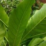 Genipa americana leaf picture by Soares Lopes Eduiges (cc-by-sa)