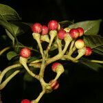 Picrasma excelsa fruit picture by Nelson Zamora Villalobos (cc-by-nc)