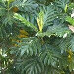 Artocarpus altilis habit picture by Daniel Barthelemy (cc-by-sa)