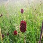 Sanguisorba officinalis flower picture by Qi Tian (cc-by-sa)