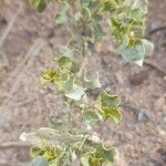 Atriplex undulata leaf picture by Trap Hers (cc-by-sa)