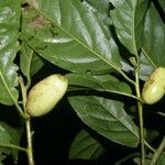 Symplocos panamensis fruit picture by Nelson Zamora Villalobos (cc-by-nc)