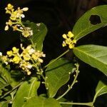 Bunchosia nitida flower picture by Nelson Zamora Villalobos (cc-by-nc)
