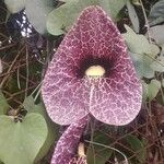 Aristolochia grandiflora flower picture by Mazuera Sabri (cc-by-sa)