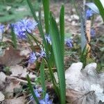 Scilla bifolia leaf picture by Philippe de Spoelberch (cc-by-sa)