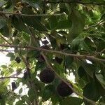 Dovyalis hebecarpa fruit picture by Pantoja Santiago Peter (cc-by-sa)