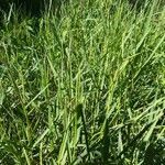 Paspalum distichum habit picture by Renaud Brochiero (cc-by-sa)