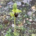 Ophrys fusca flower picture by Estaun Esperanza (cc-by-sa)
