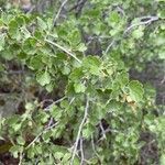 Ribes cereum leaf picture by Meghan Anderson (cc-by-sa)