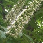 Aesculus chinensis flower picture by Dieter Albrecht (cc-by-sa)
