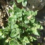 Antirrhinum molle leaf picture by huy HO (cc-by-sa)