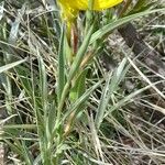 Oenothera affinis habit picture by Trap Hers (cc-by-sa)