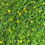 Arachis glabrata flower picture by Antonele Marcia (cc-by-sa)