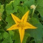 Cucurbita maxima flower picture by Jersee Rose (cc-by-sa)