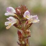 Euphrasia salisburgensis flower picture by Sylvain Piry (cc-by-sa)