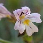 Euphrasia stricta flower picture by Yoan MARTIN (cc-by-sa)