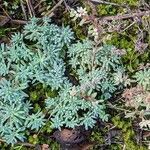 Sedum hispanicum habit picture by Sabina Hartmann (cc-by-sa)