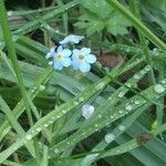 Myosotis scorpioides flower picture by verna eric (cc-by-sa)