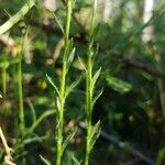 Jasione laevis leaf picture by Krzysztof Golucki (cc-by-sa)