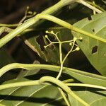 Beilschmiedia costaricensis leaf picture by Nelson Zamora Villalobos (cc-by-nc)