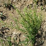 Lepidium ruderale habit picture by Llandrich anna (cc-by-sa)