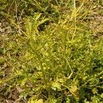 Ranunculus sceleratus habit picture by David Laloi (cc-by-sa)