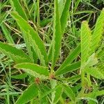 Cyphostemma serpens leaf picture by susan brown (cc-by-sa)