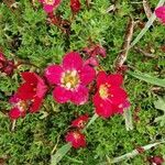 Saxifraga rosacea flower picture by Nathan Bouly (cc-by-sa)