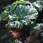 Gunnera insignis habit picture by Hervé Goëau (cc-by-sa)