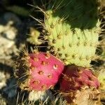 Opuntia oricola fruit picture by Carlos K. (cc-by-sa)