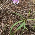 Spathoglottis plicata habit picture by Nicolas Heurard (cc-by-sa)