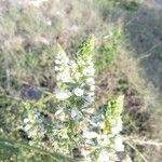 Reseda alba flower picture by Mauro Tomaselli (cc-by-sa)