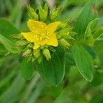 Hypericum tetrapterum flower picture by Hans Roelofsen (cc-by-sa)