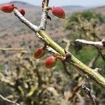 Commiphora schimperi fruit picture by susan brown (cc-by-sa)