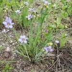 Sisyrinchium angustifolium habit picture by Bianca Legault (cc-by-sa)