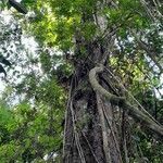 Diatenopteryx sorbifolia habit picture by Trap Hers (cc-by-sa)