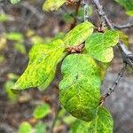 Shepherdia canadensis leaf picture by Joseph Littlehorn (cc-by-sa)