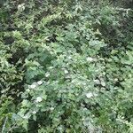 Physocarpus opulifolius habit picture by Lily Jones (cc-by-sa)