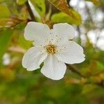 Prunus avium flower picture by namur hadrien (cc-by-sa)