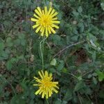Hieracium sabaudum flower picture by Mallol Camprubí Albert (cc-by-sa)