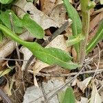 Hieracium sabaudum leaf picture by William Coville (cc-by-sa)