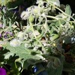 Borago officinalis flower picture by Anthony Westerman (cc-by-sa)